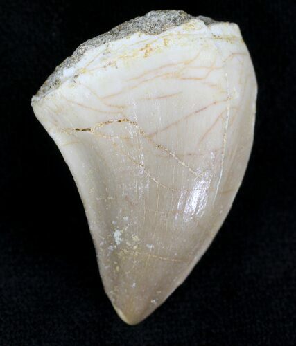 Mosasaur (Halisaurus Arambourgi) Tooth #21474